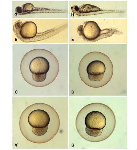 ysl eggs zebrafish